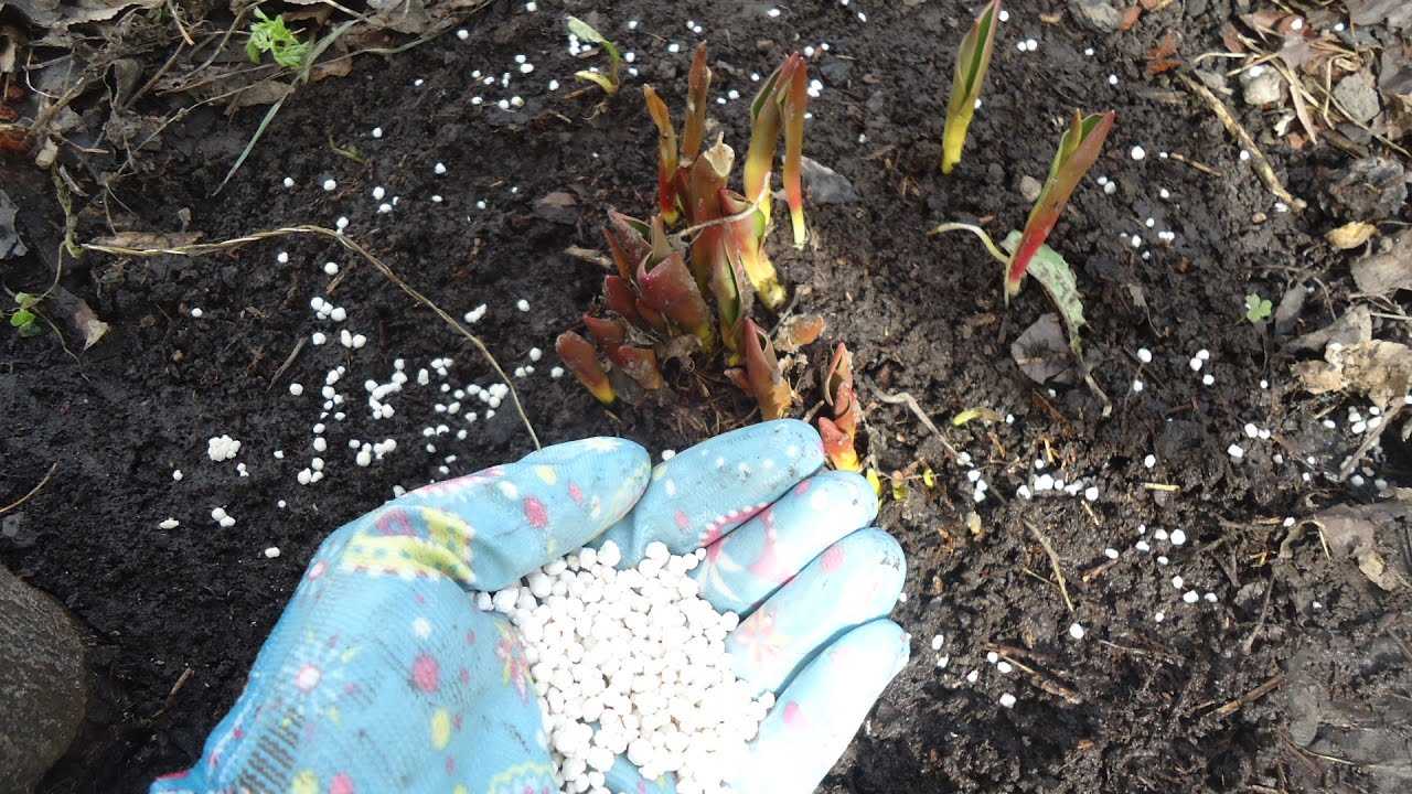 Чем подкормить пионы весной для пышного цветения | в цветнике (огород.ru)