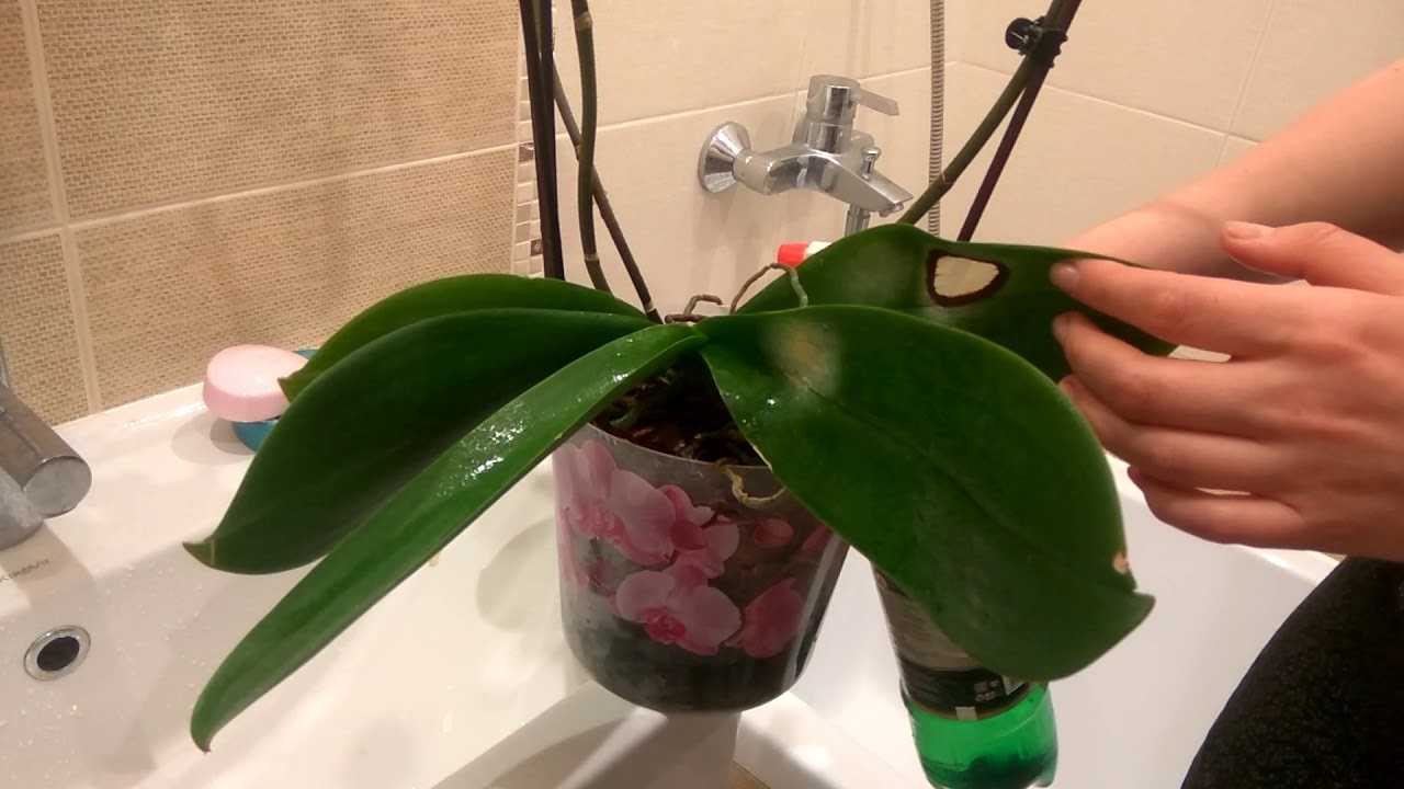 5 правил полива орхидей