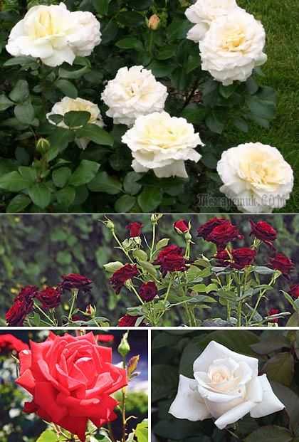 Волшебные красавицы в вашем саду. знакомьтесь, чайно-гибридные розы!