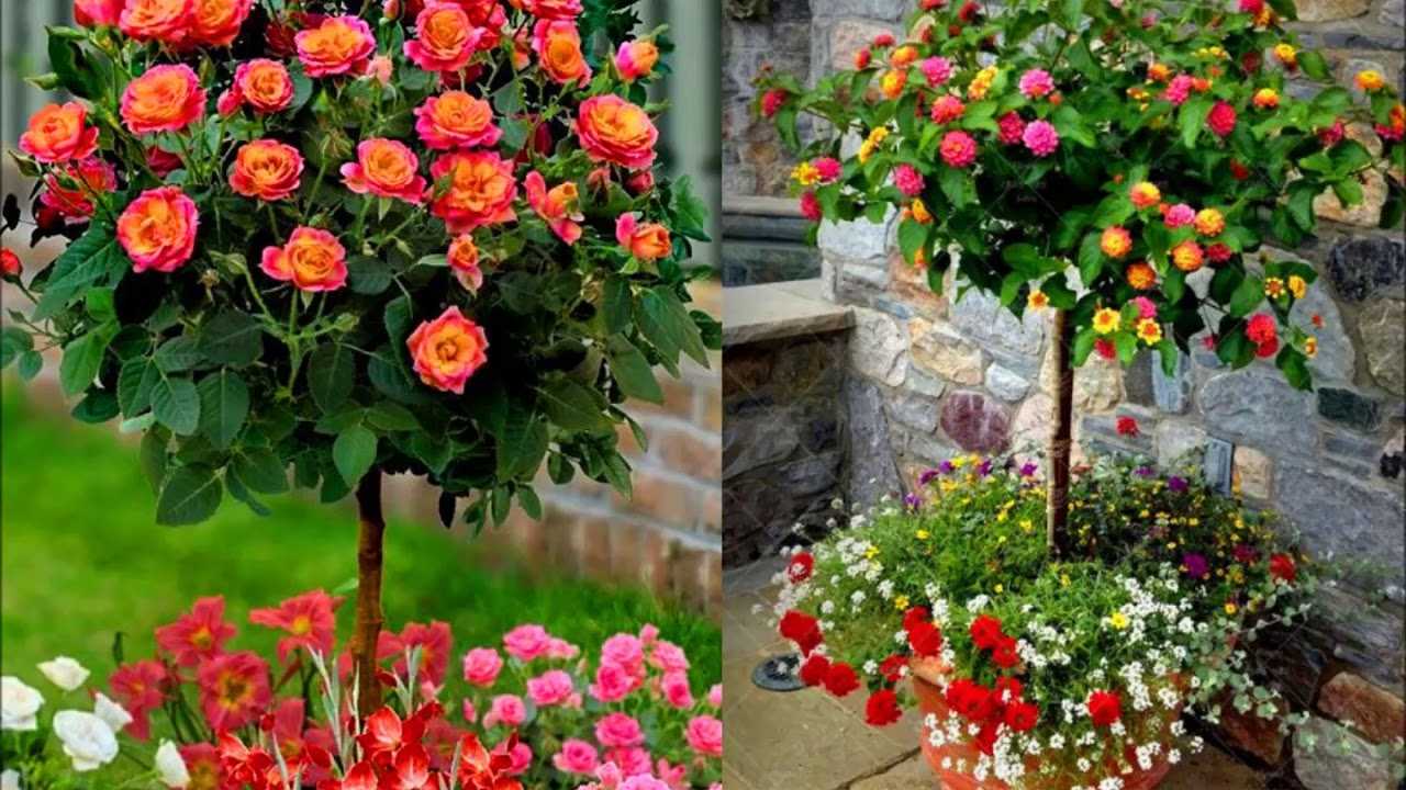 Как правильно посадить штамбовую розу в саду, чтобы она долго и красиво цвела?