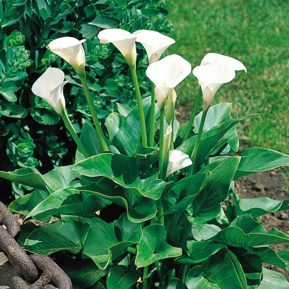 Белые каллы в саду: сорта на фото, уход и выращивание