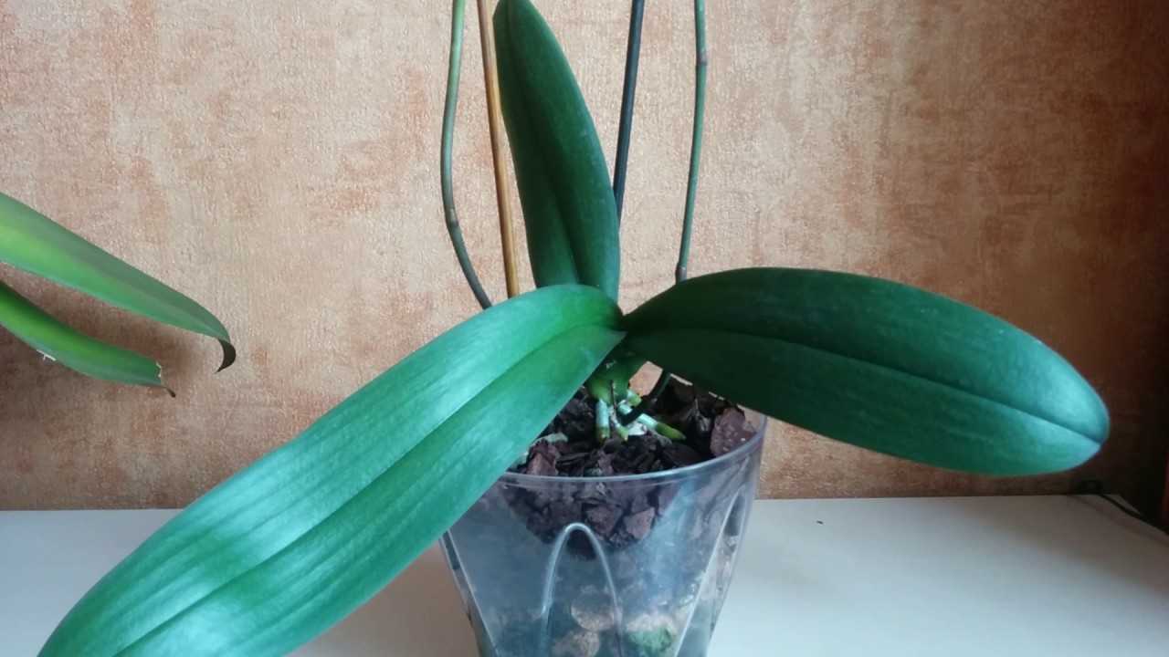 Почему не цветет орхидея и как заставить ее цвести в домашних условиях