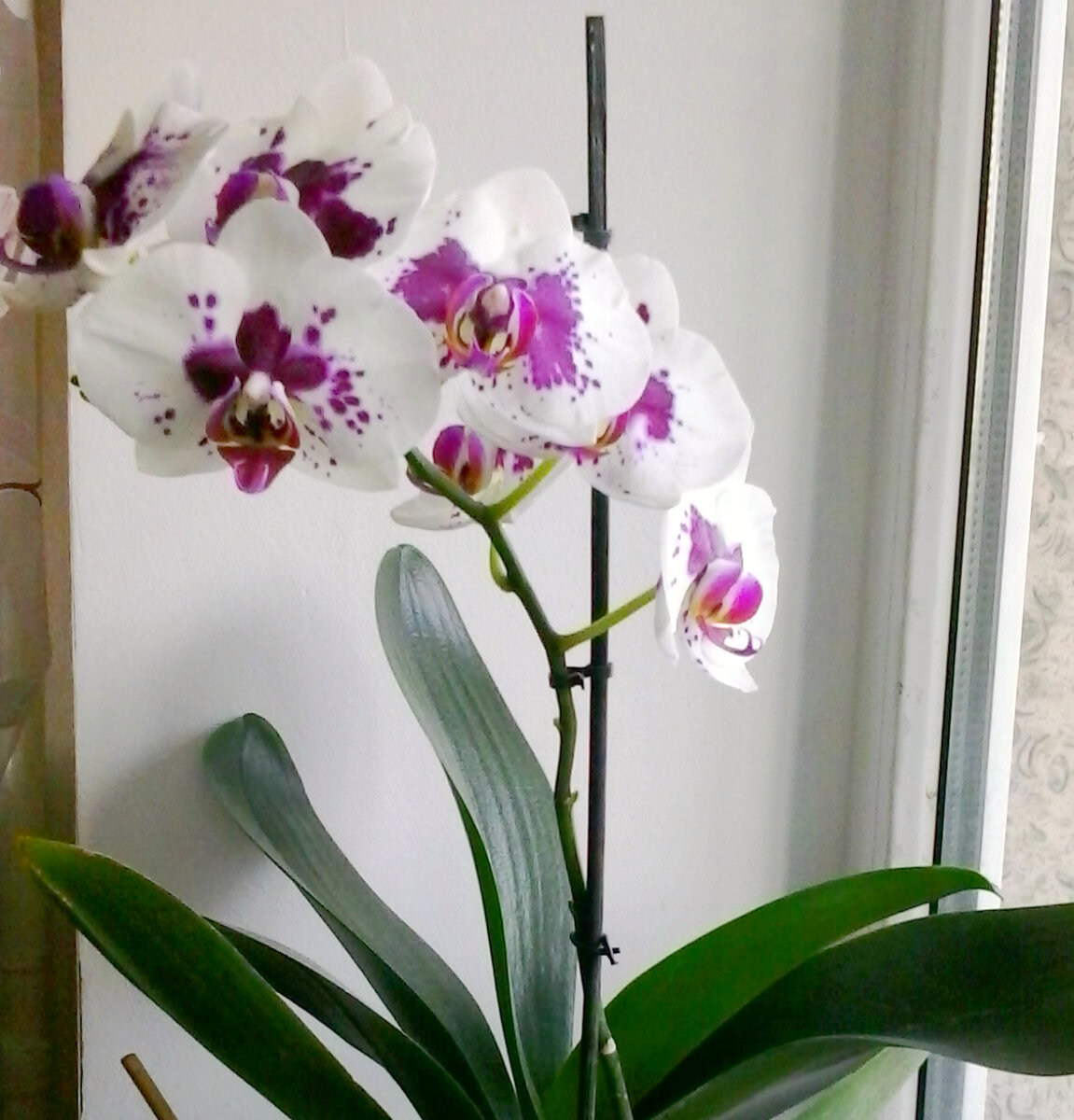 Сколько цветет орхидея раз в году: часто ли в домашних условиях бывает период, когда растение выпускает стрелку, а также как долго по времени это продолжается?