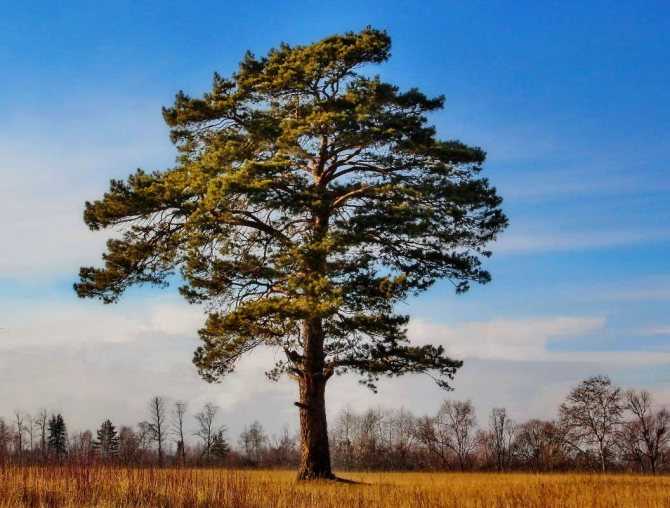 Сосна (99 фото): корневая система, сколько лет живет и растет? как выглядят саженцы? высота дерева. описание хвои и веток. плюсы и минусы, примеры на участке