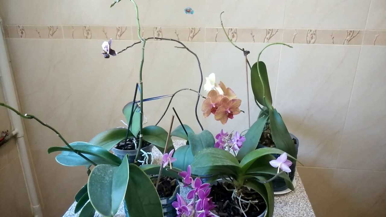 Когда цветет орхидея в домашних условиях и как ускорить этот процесс