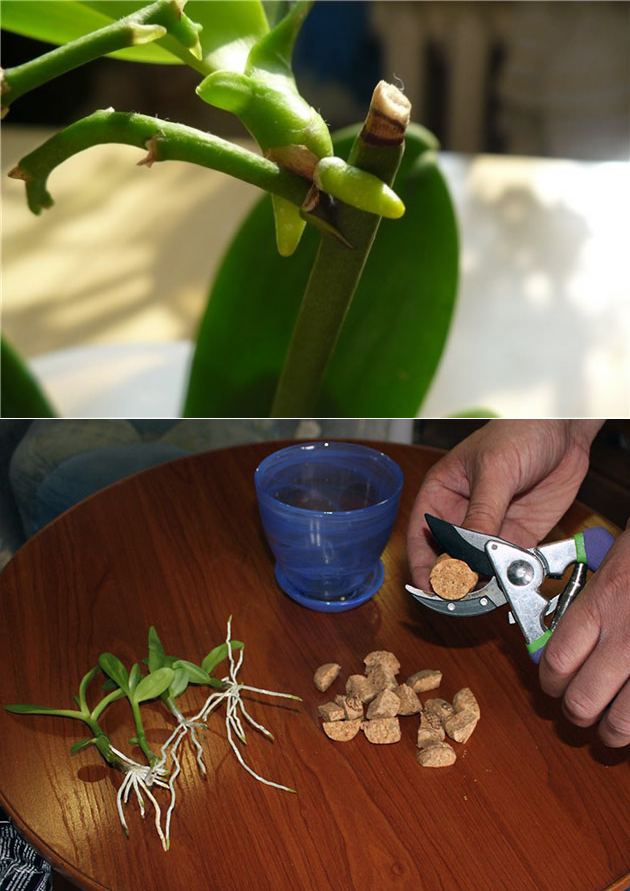 Размножение орхидей в домашних условиях для новичков