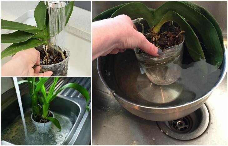 Варианты как правильно и сколько раз необходимо поливать орхидеи водой