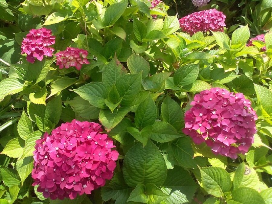 Садовая гортензия: подкормка летом, осенью, удобрения для изменения цвета цветов