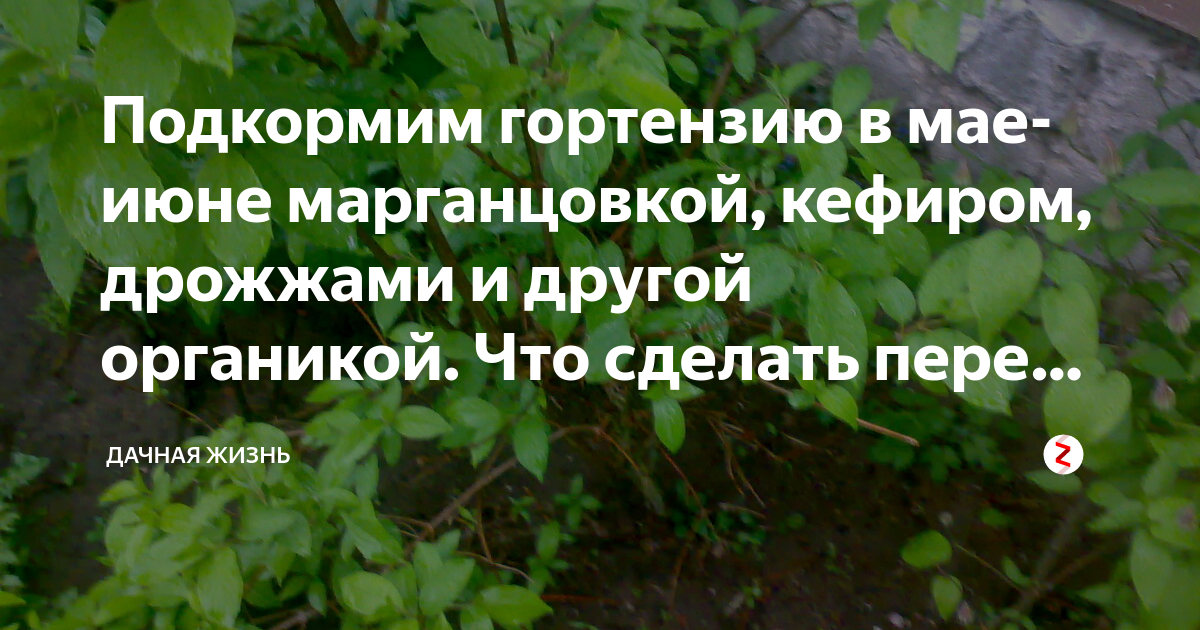 6 самых важных вопросов о выращивании гортензии | в цветнике (огород.ru)