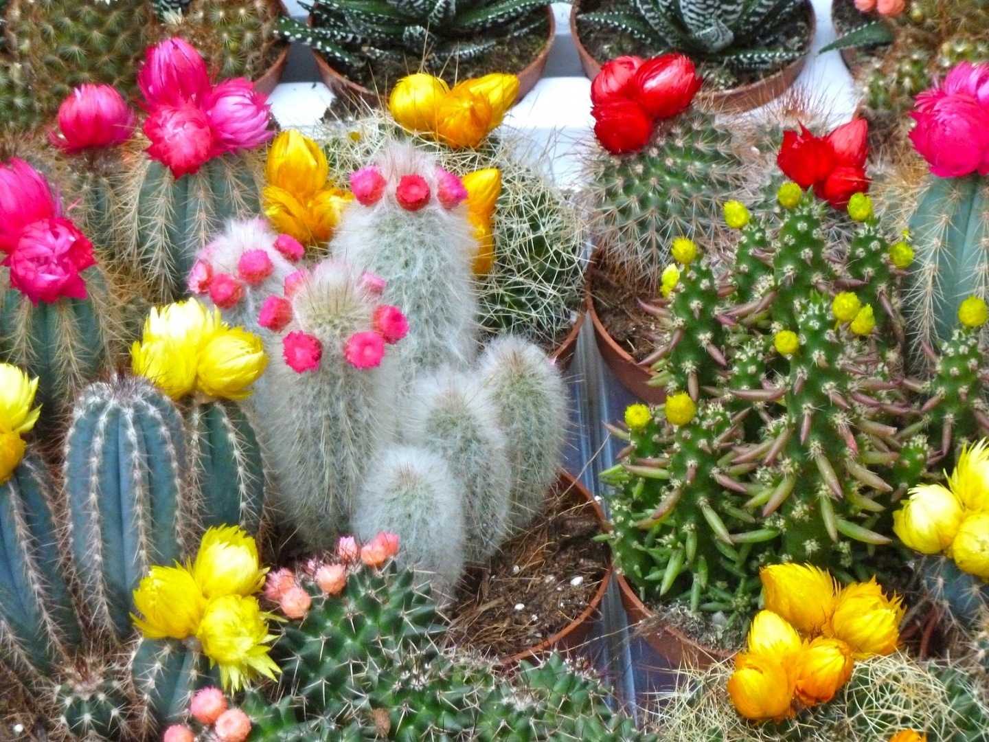 Виды кактусов и названия: естественные места обитания и особенности, уход в домашних условиях для его цветения