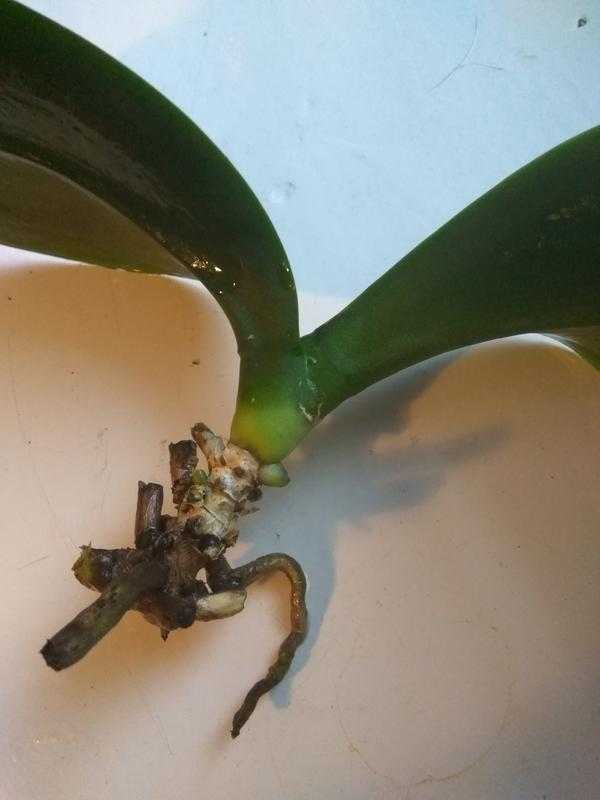 Что делать, если орхидея засохла? как ее спасти? почему сохнет стрела? как реанимировать орхидею, если она засыхает от недостатка влаги?