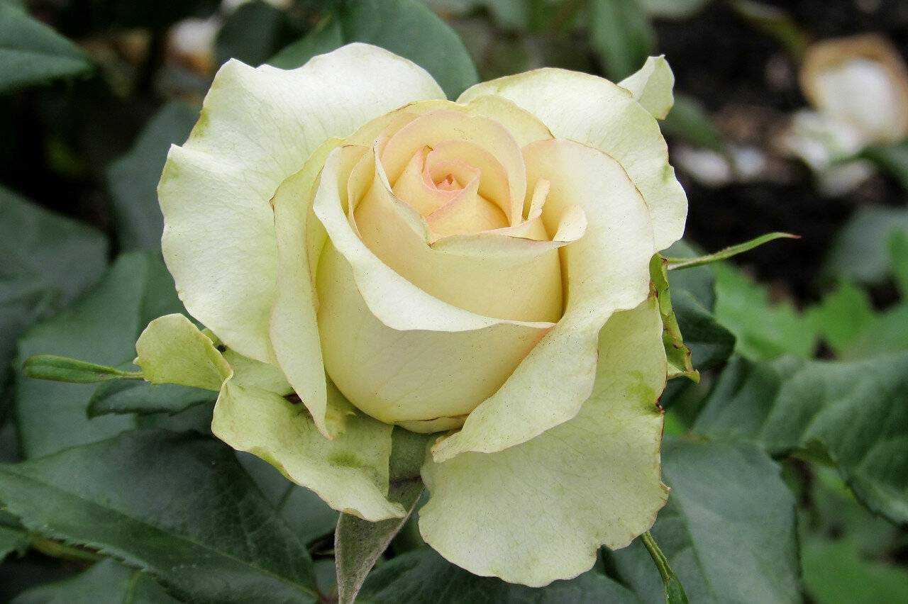 Выращиваем чайно-гибридные розы: посадка и уход и выбираем сорта чайно-гибридных роз по фото