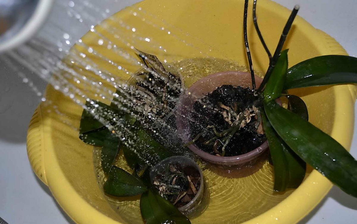 Как поливать орхидею в домашних условиях: особенности и способы полива – сад и огород своими руками