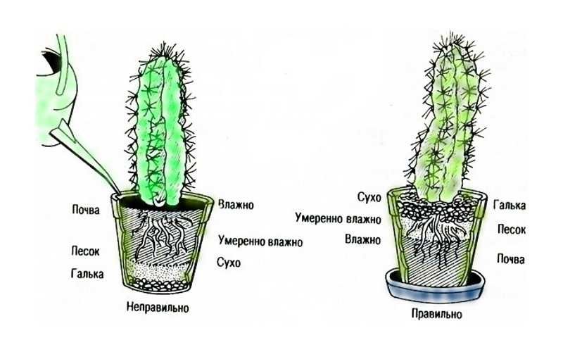 Как пересадить или рассадить кактус во флорариум или горшок