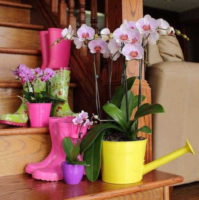Правильный полив орхидеи во время цветения в домашних условиях