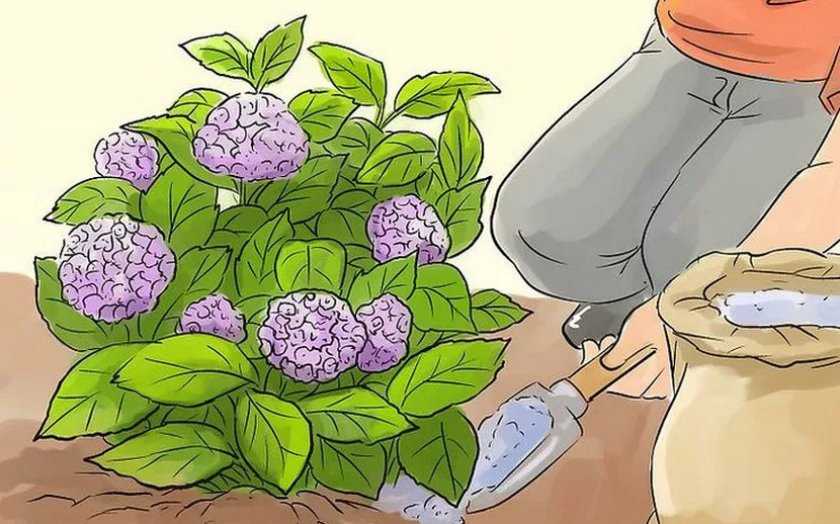 Чем подкормить гортензию? удобрение гортензии весной и летом для пышного цветения в саду. подкормка лимонной кислотой и кефиром