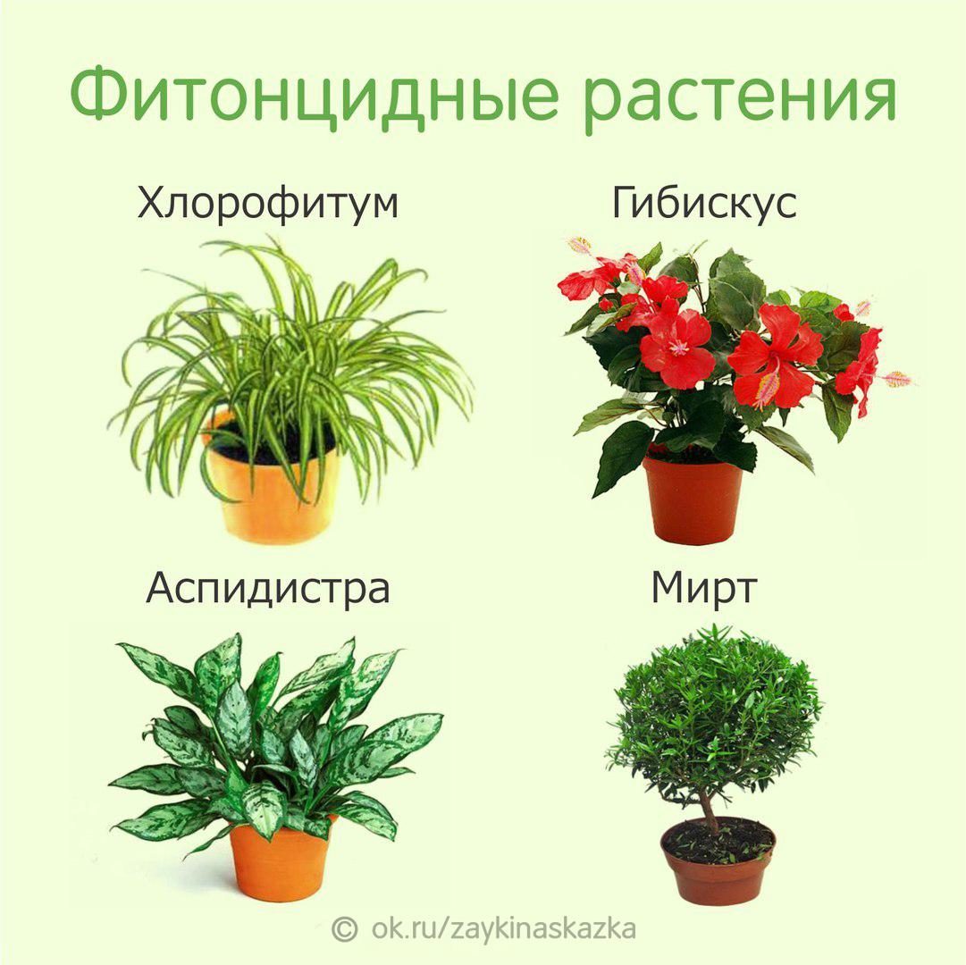 Полезные цветы для дома (52 фото): какие комнатные растения обязательно должны быть в каждом доме? самые лучшие цветы для детской комнаты