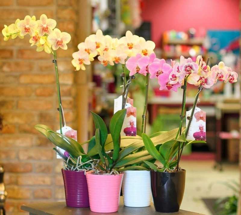 Сколько раз в год и как долго цветет орхидея фаленопсис в домашних условиях? что делать, если долго нет бутонов?