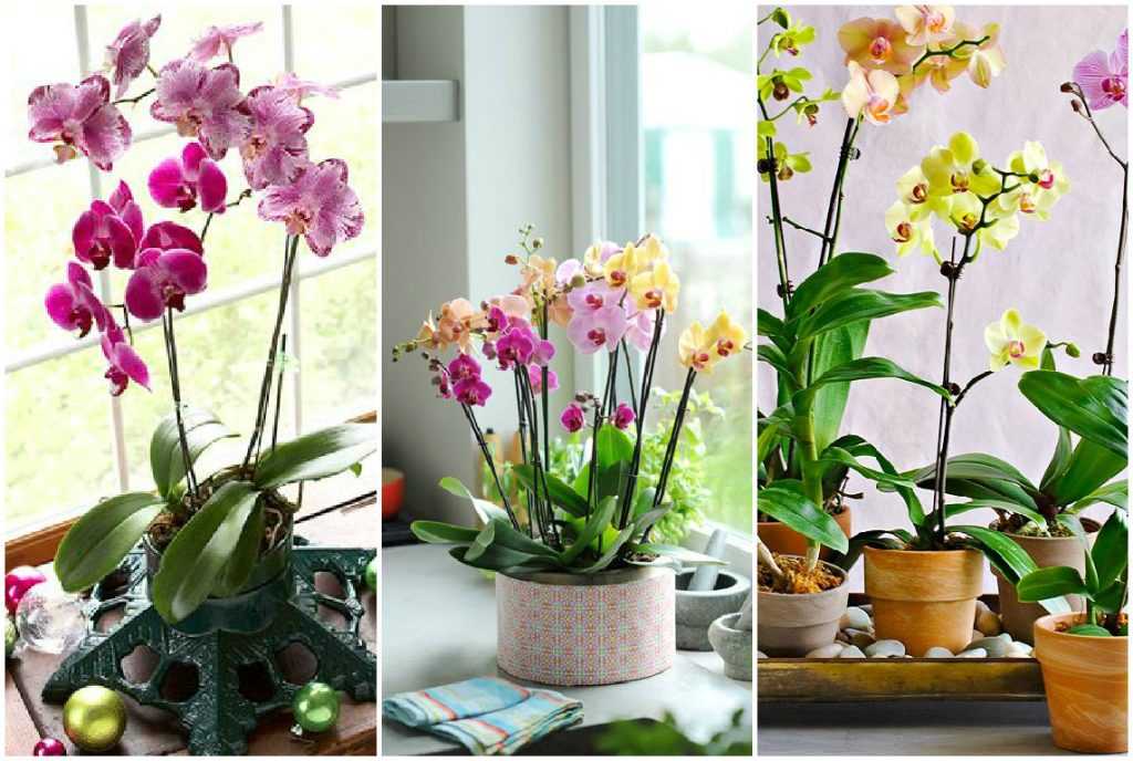 Сколько и как часто цветет орхидея: как продлить период цветения