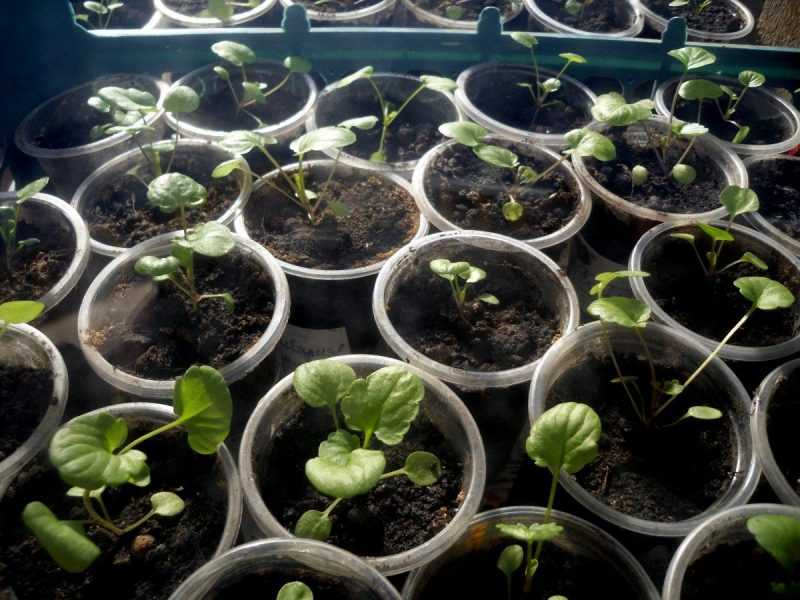 Как самостоятельно вырастить фиалки из семян в домашних условиях?