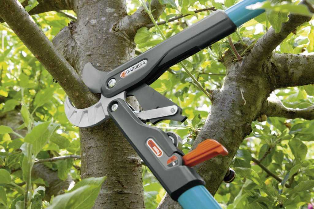 Сучкорезы для обрезки деревьев: лучшие садовые инструменты