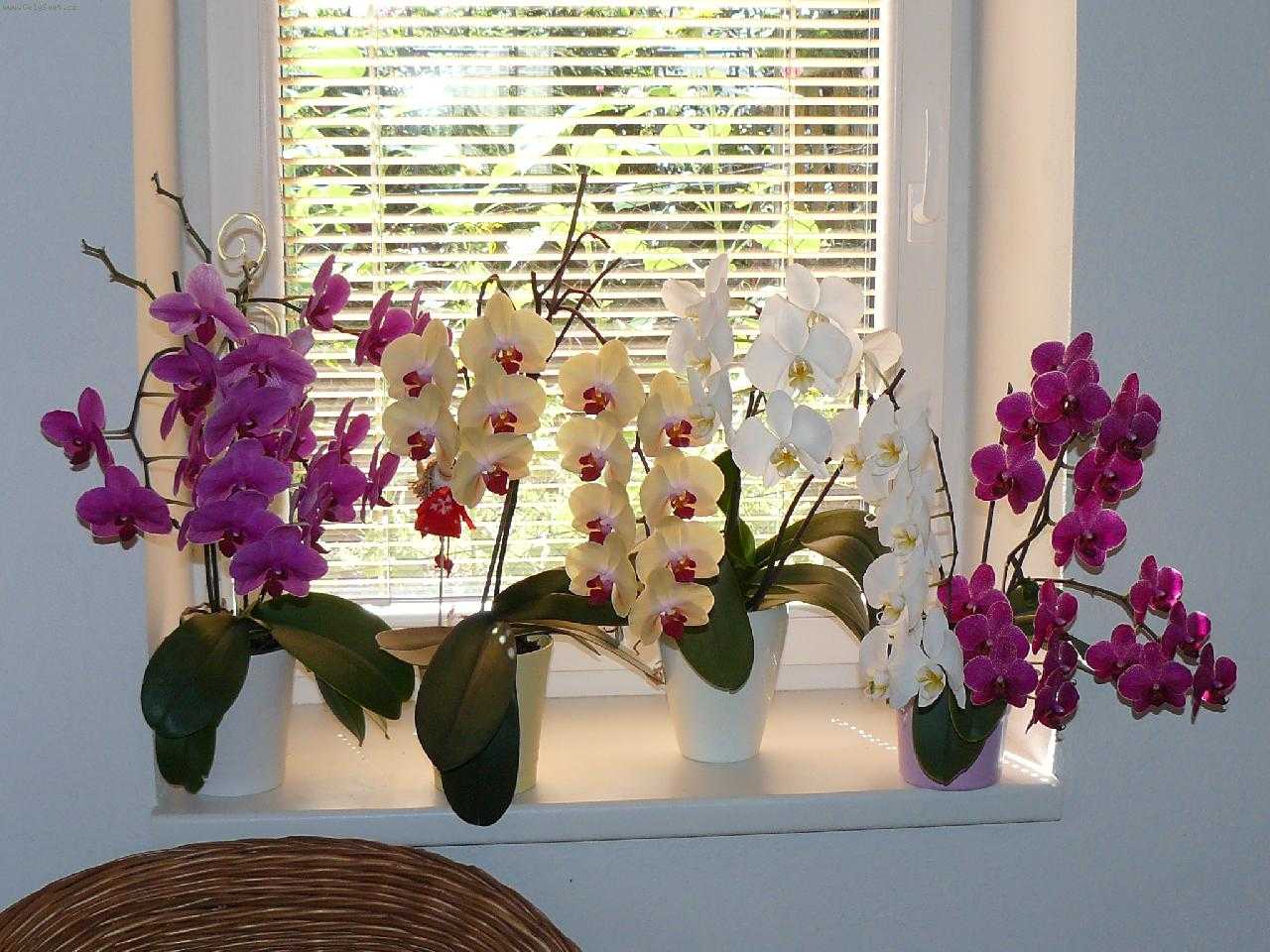 Почему не цветет орхидея и как уговорить ее выпустить новую стрелку | в цветнике (огород.ru)