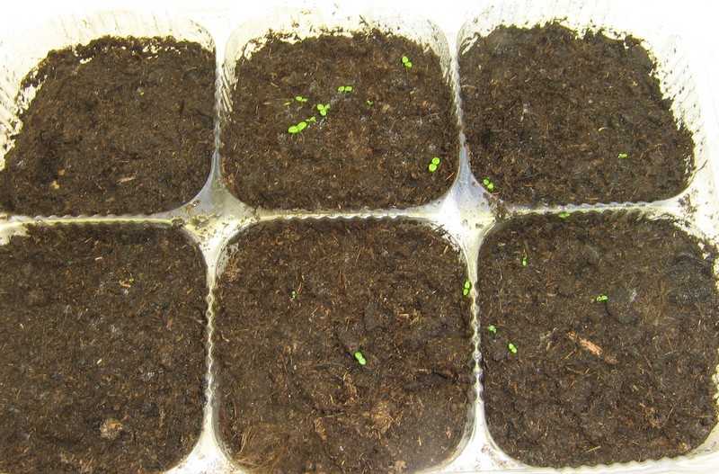 Гейхера – выращивание из семян в домашних условиях
