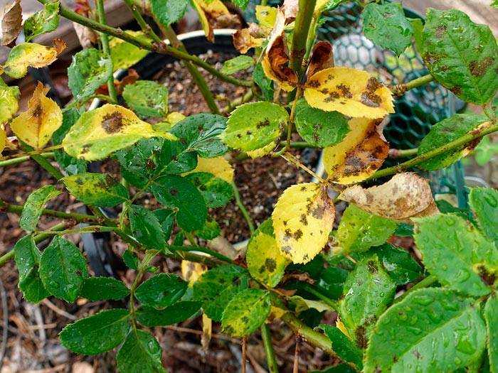 Что делать если желтеют листья у гортензии