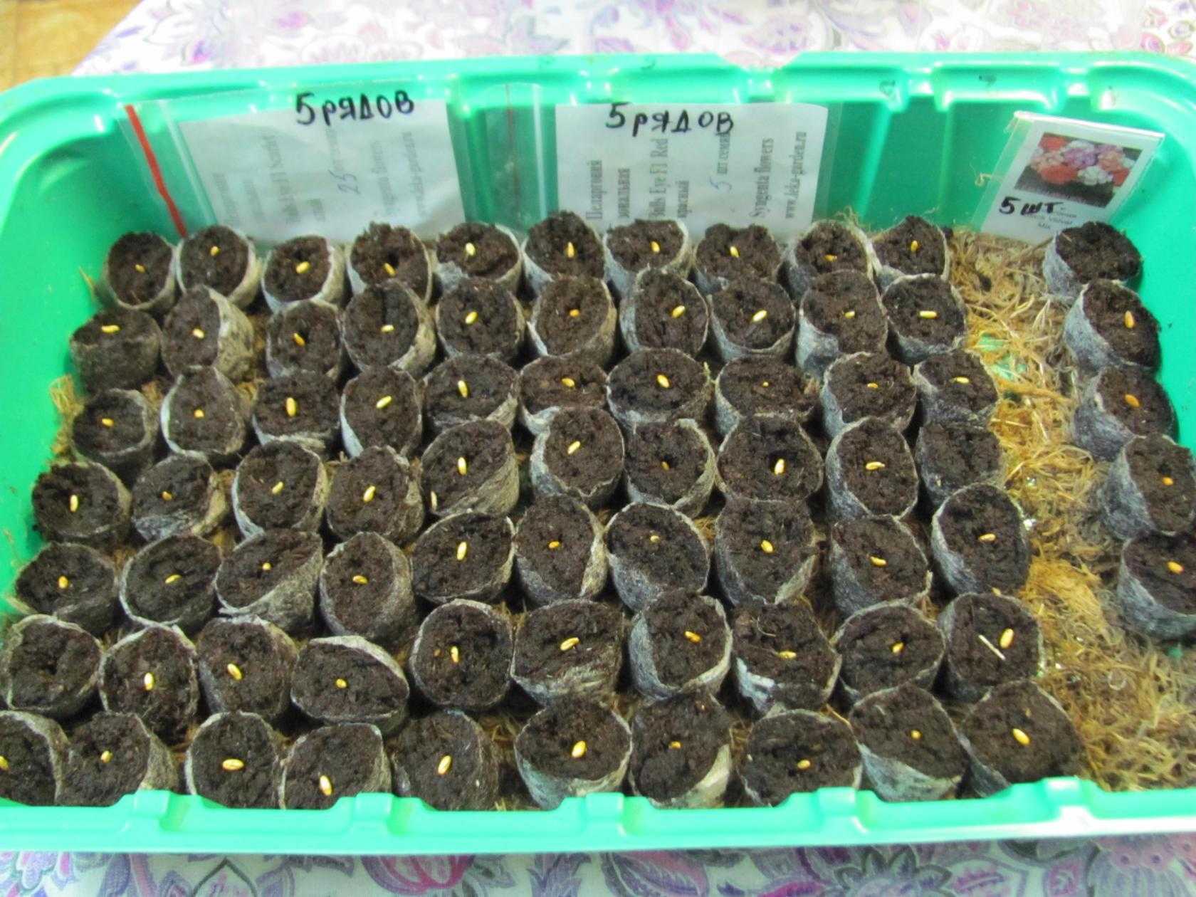 Выращивание герани из семян в домашних. Посев пеларгонии семенами. Семена пеларгоний в торфяных таблетках. Посев семян герани. Сорта герани выращиваемой из семян.