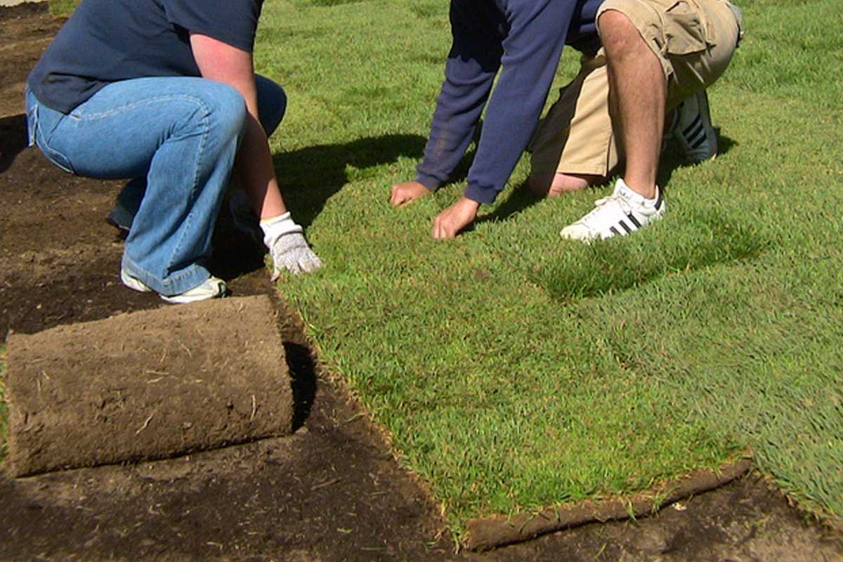 Как сделать газон на даче своими руками: все этапы подготовки и укладки в пошаговой инструкции