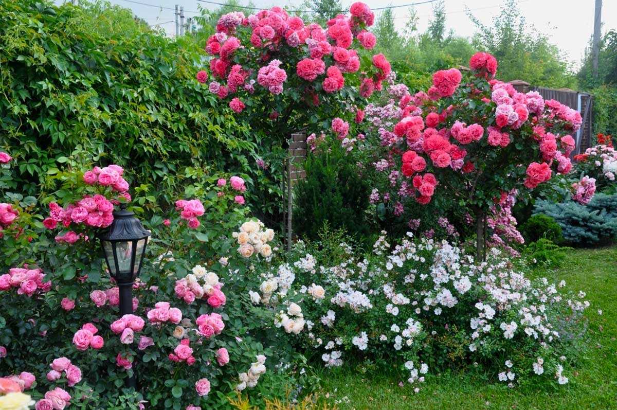 Штамбовые розы — как формируется штамб | о розе