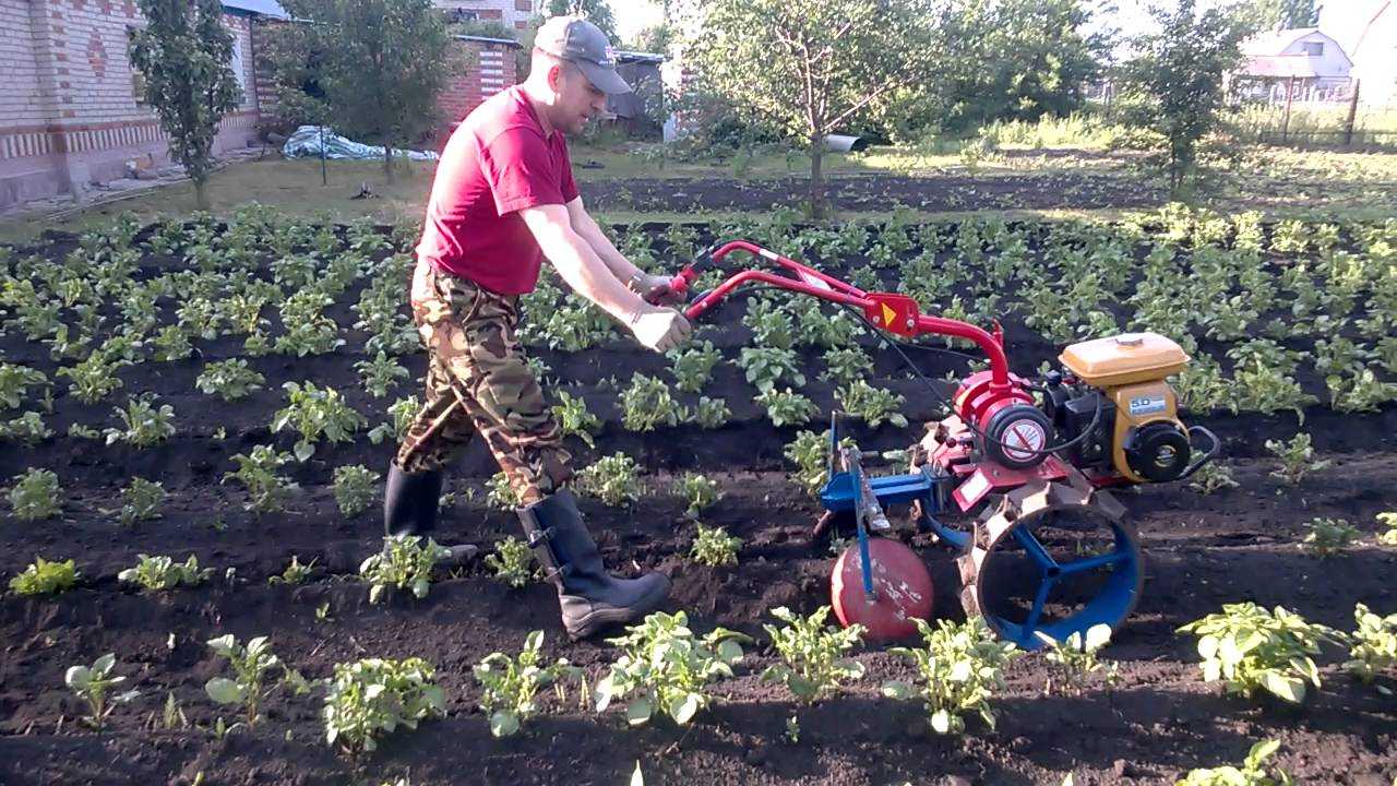 Правильное окучивание картофеля – сроки, инструменты и надо ли вообще | на грядке (огород.ru)
