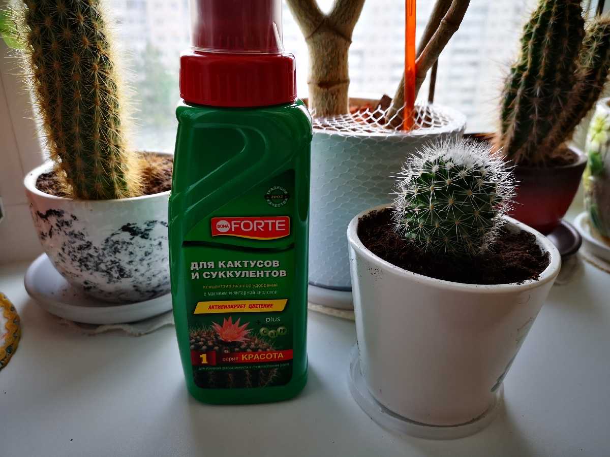 Выбираем удобрения для кактусов