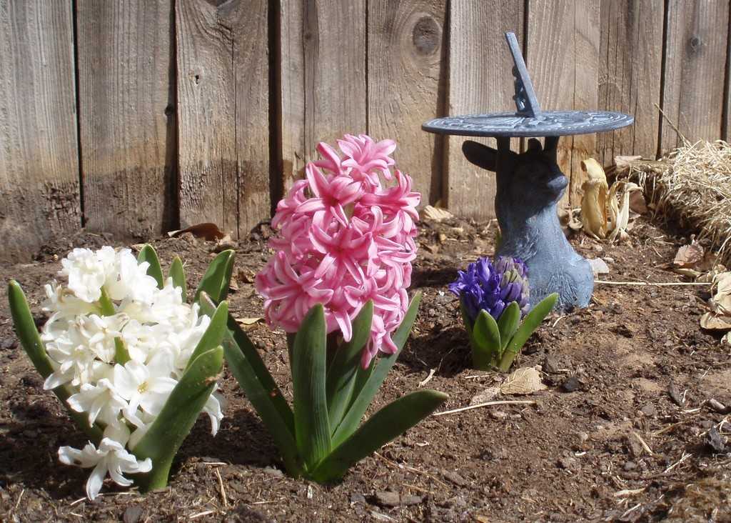Можно гиацинт высадить в открытый грунт весной. Луковичный цветок гиацинт. Гиацинт амариллис. Высаживание гиацинтов. Горшечный гиацинт.