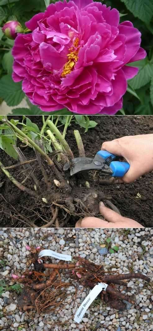 Как пересадить пионы, и как рассадить их весной