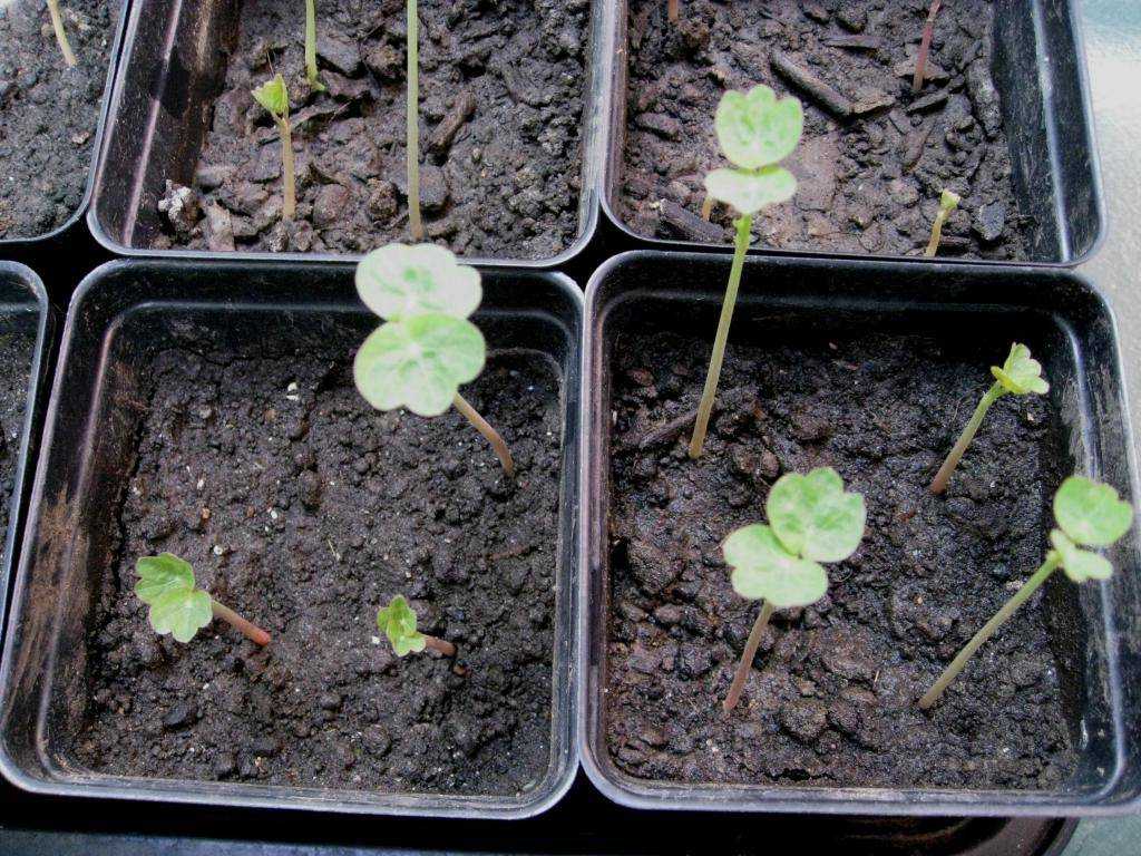 Как вырастить гортензию в саду: правила ухода и способы размножения