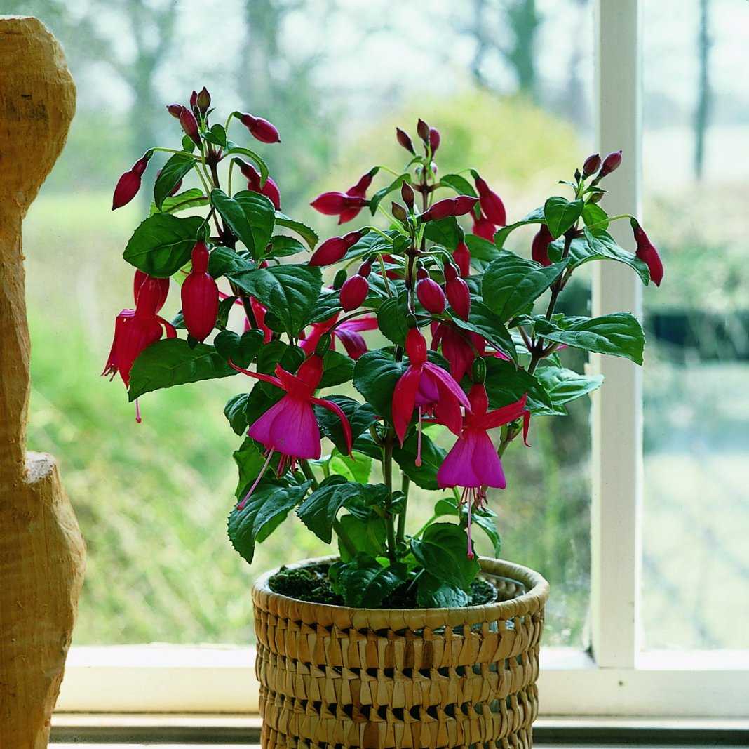 Комнатный цветок фуксия (27 фото): уход и выращивание в домашних условиях. советы для начинающих, размножение и болезни фуксий