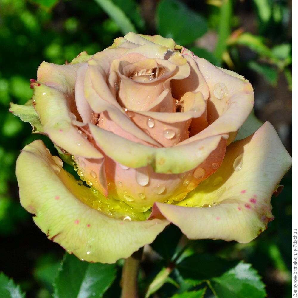 Чайно-гибридные розы — характристика вида, лучшие сорта, уход