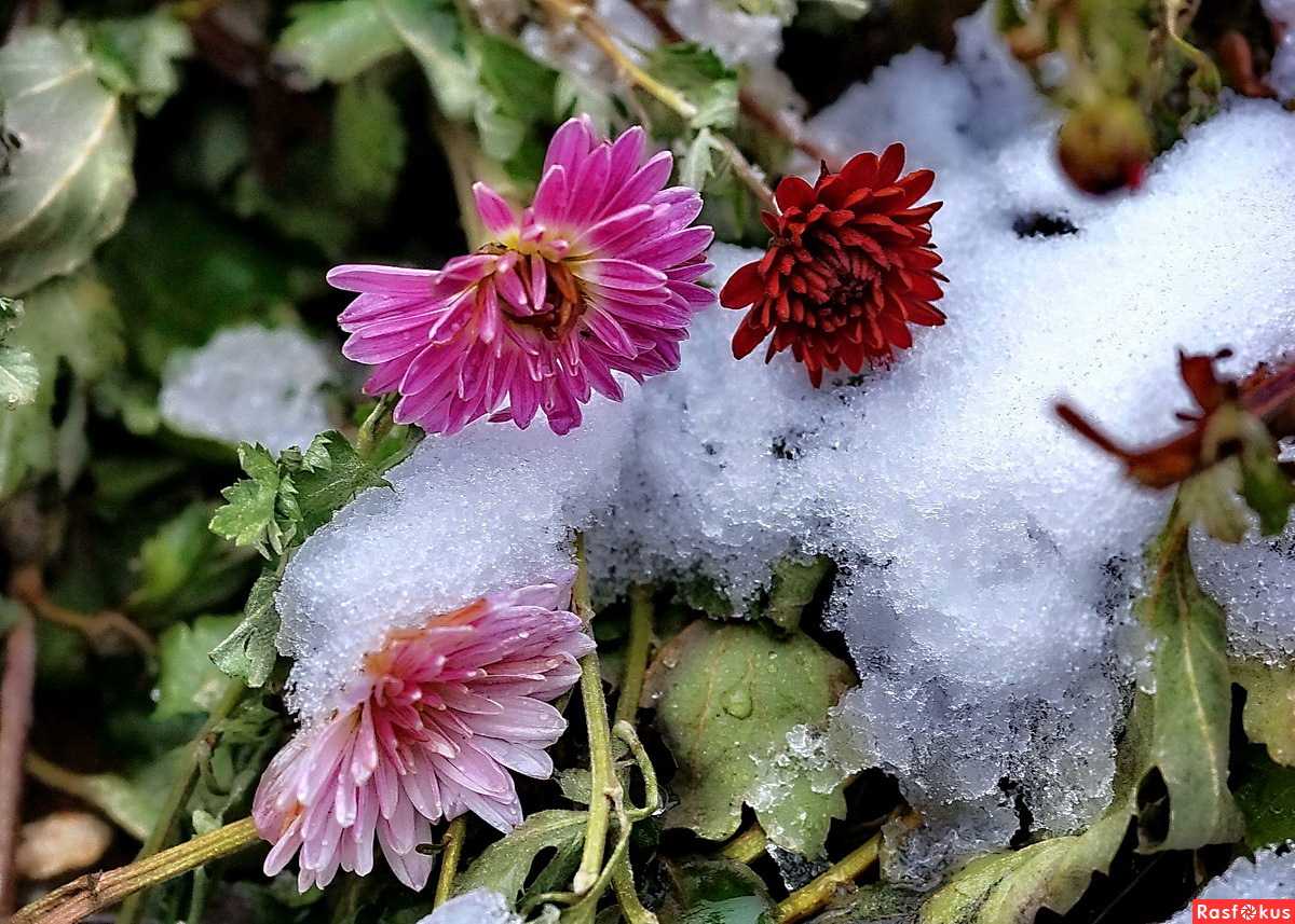 Как реанимировать хризантемы после зимы. шаровидные хризантемы, как сохранить зимой прекрасный цветок? утепление при хранении хризантем в открытом грунте