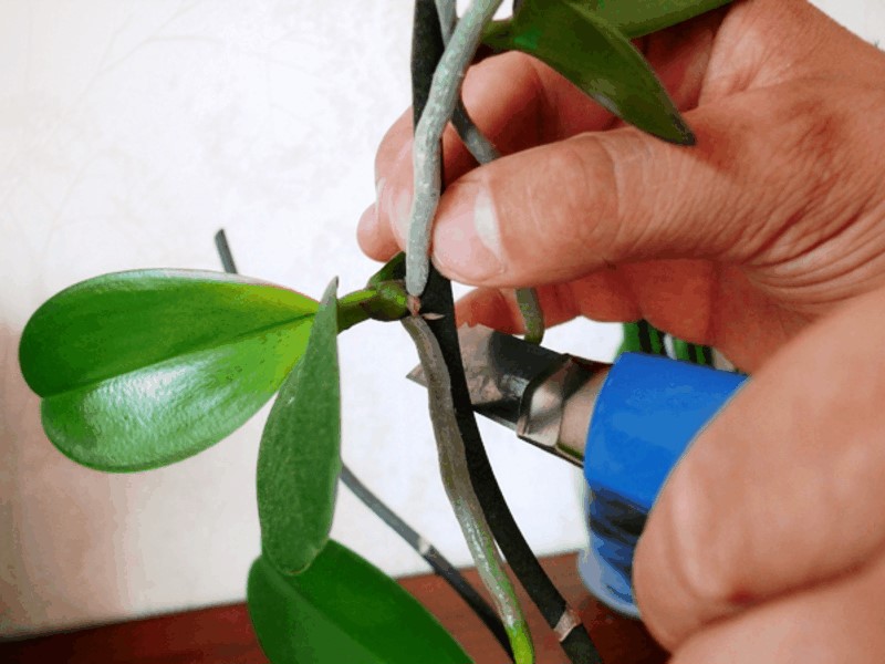 Основные варианты размножения орхидеи дома: черенки, цветонос, корнями и другие