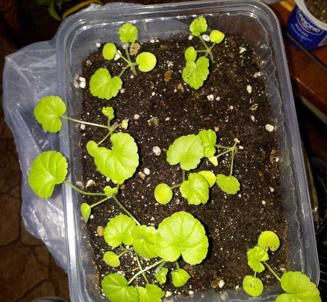 Как вырастить пеларгонию из семян в домашних условиях