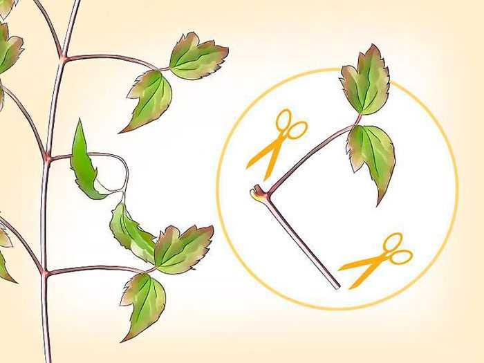 Размножение клематиса зелеными черенками | в цветнике (огород.ru)