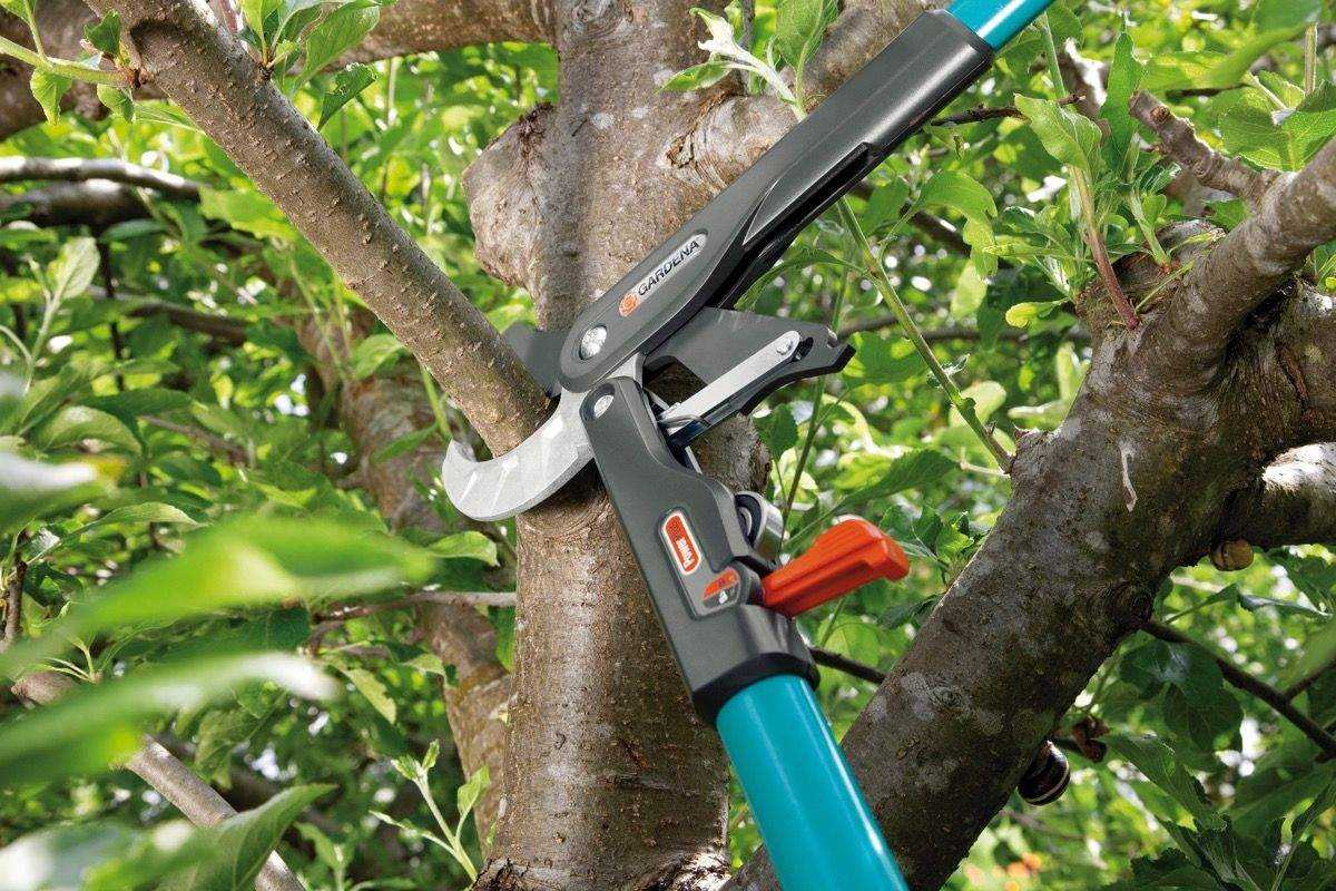 Сучкорезы для обрезки деревьев: разновидности устройств и рейтинг лучших моделей, их достоинства и недостатки