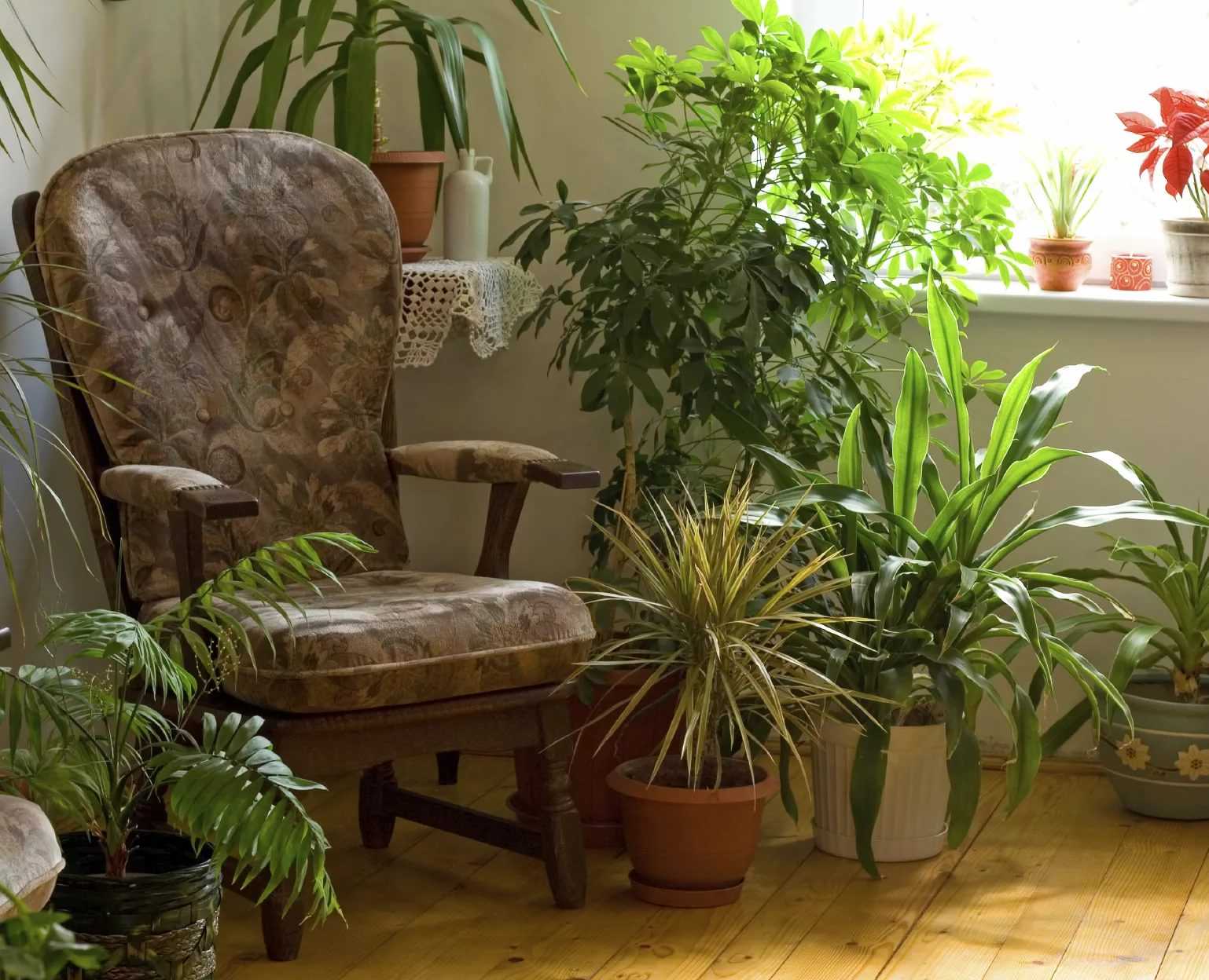 11 комнатных растений, которые должны быть в каждом доме