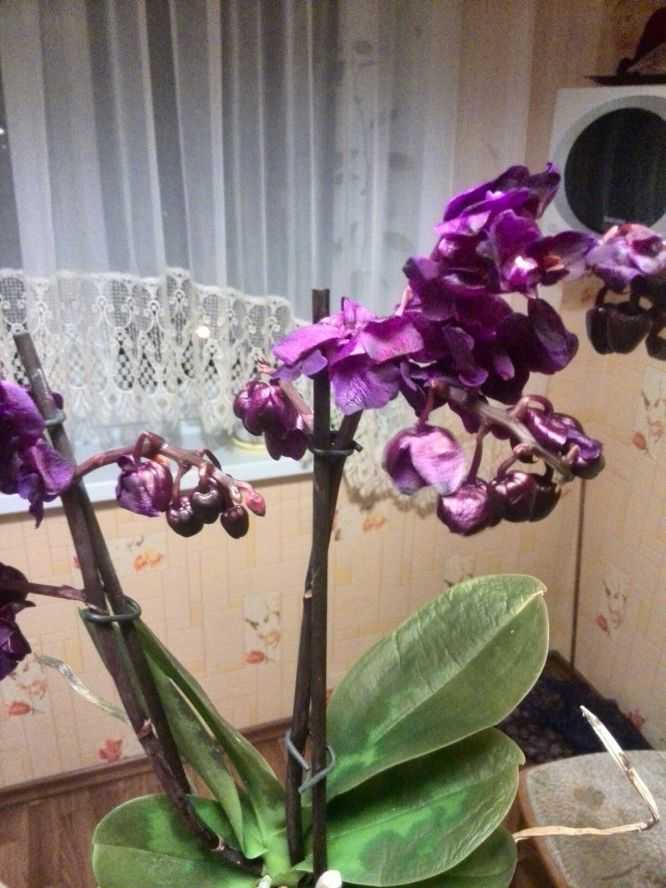 Нюансы ухода: что делать, если залили орхидею?