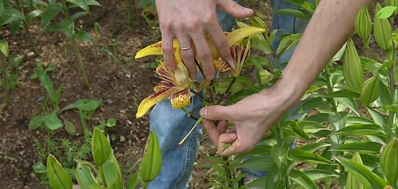 Чем удобрять лилии,что вносить в почву перед посадкой
