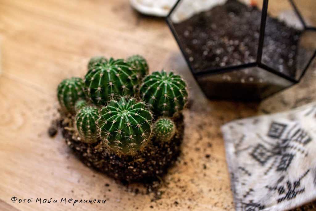 Как посадить кактус в домашних условиях: советы для начинающих цветоводов