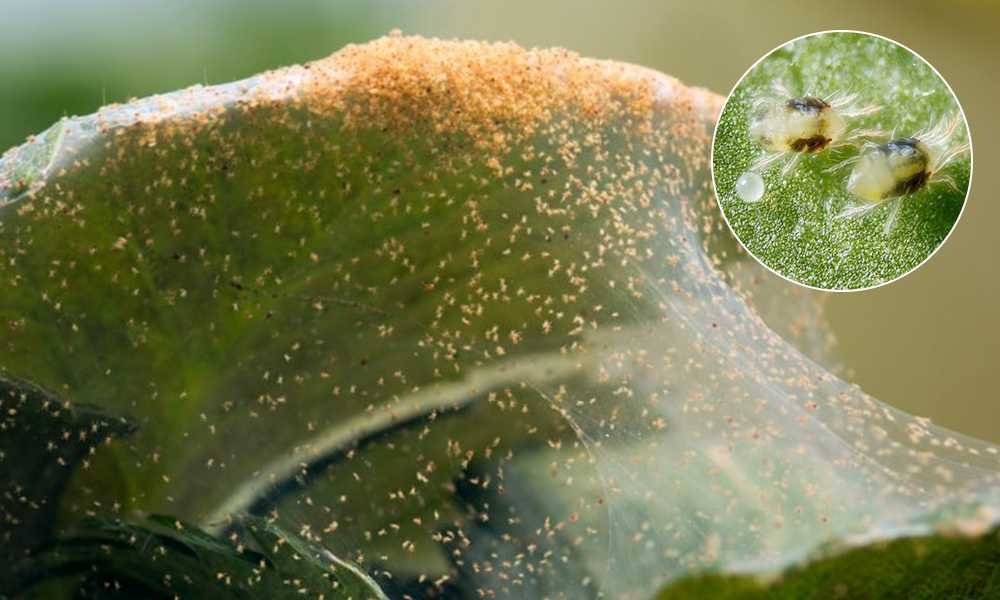 Как бороться с паутинным клещом на комнатных растениях в домашних условиях?