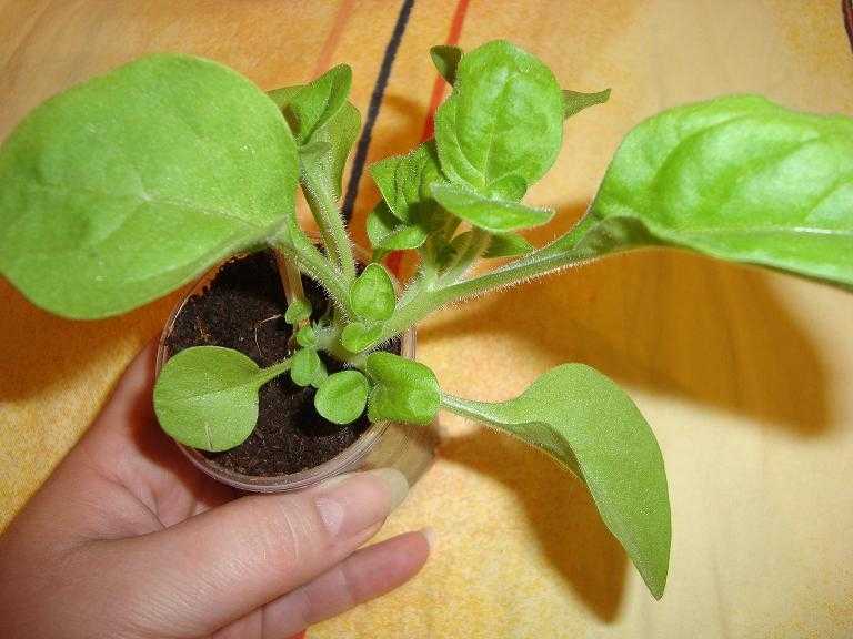 Прищипка петунии: над каким листом, фото, когда и как прищипывать рассаду петунии пошагово с видео