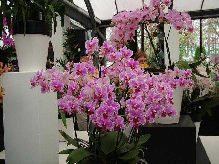Когда цветет орхидея в домашних условиях и как ускорить этот процесс
